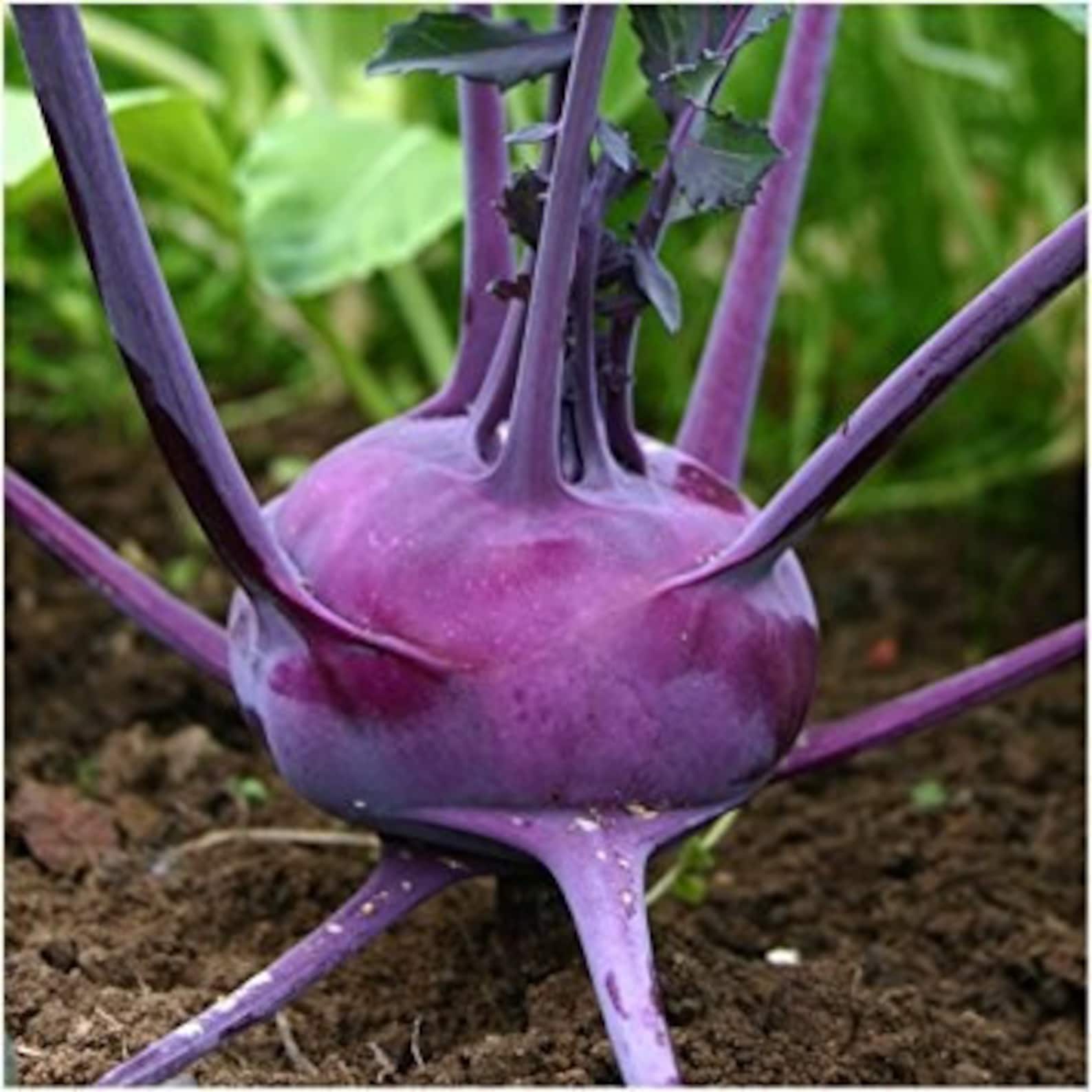 6g 2000 PURPLE VIENNA KOHLRABISu Hao Tim seeds Etsy