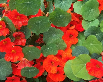 30 seeds- Empress of india nasturtium  flower seeds- Heirloom-Non GMO seeds