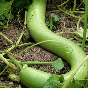 15 seeds SNAKE GOURD Bâ'u Ră'n-Lagenaria siceraria image 2