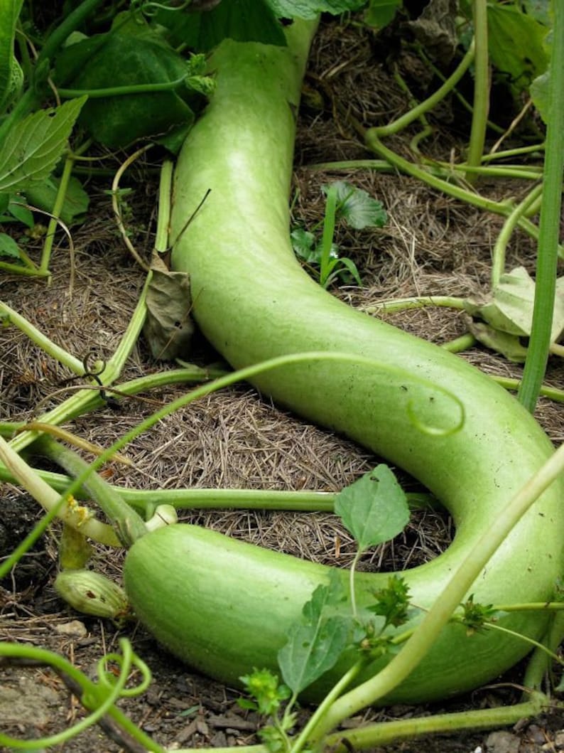 15 seeds SNAKE GOURD Bâ'u Ră'n-Lagenaria siceraria image 2