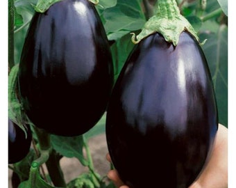 300 seeds - BLACK BEAUTY Eggplant