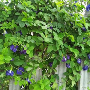 Puede incluir: Primer plano de una vid con hojas verdes y flores moradas que crecen en una valla gris.