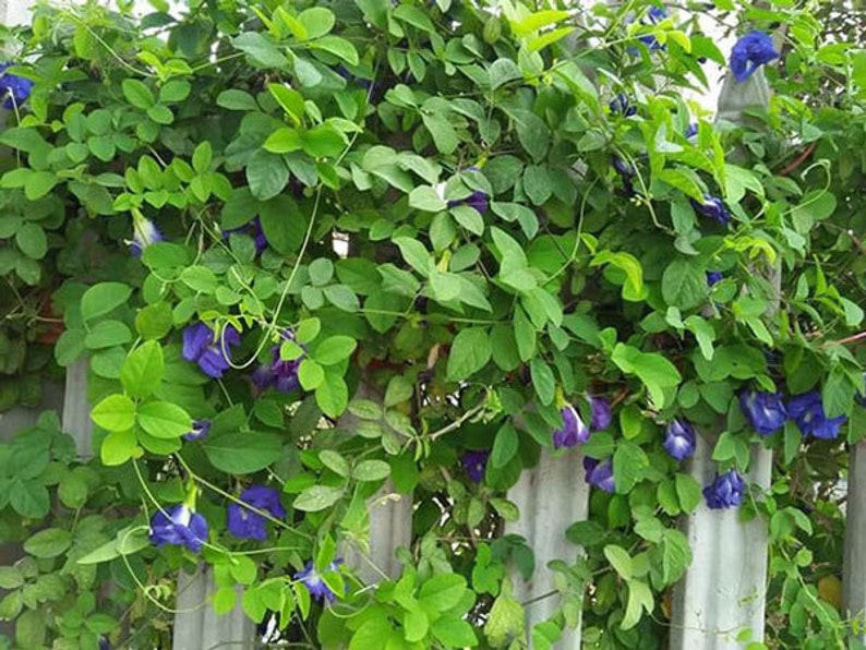 Puede incluir: Primer plano de una vid con hojas verdes y flores moradas que crecen en una valla gris.