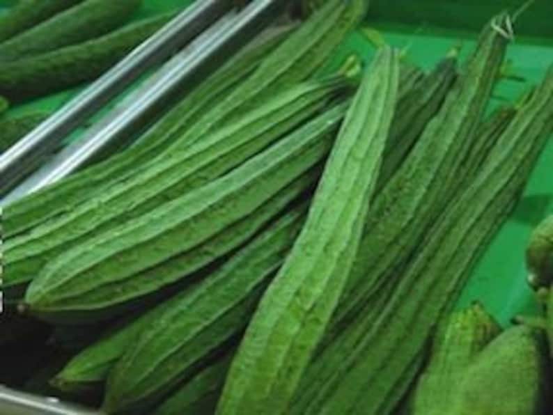 15 Angled Sponge Gourd-indian Ridged Loofah-luffa Acutangula-chinese ...