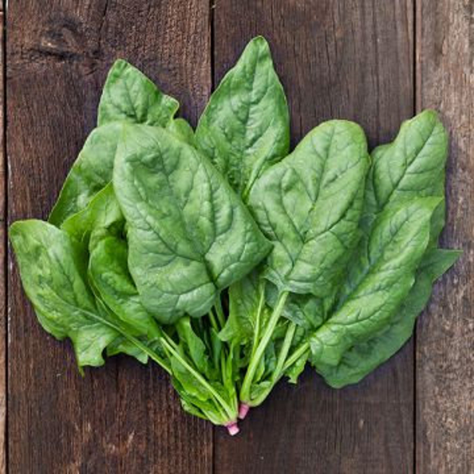 5g Giant NOBLE SPINACH Seeds Etsy