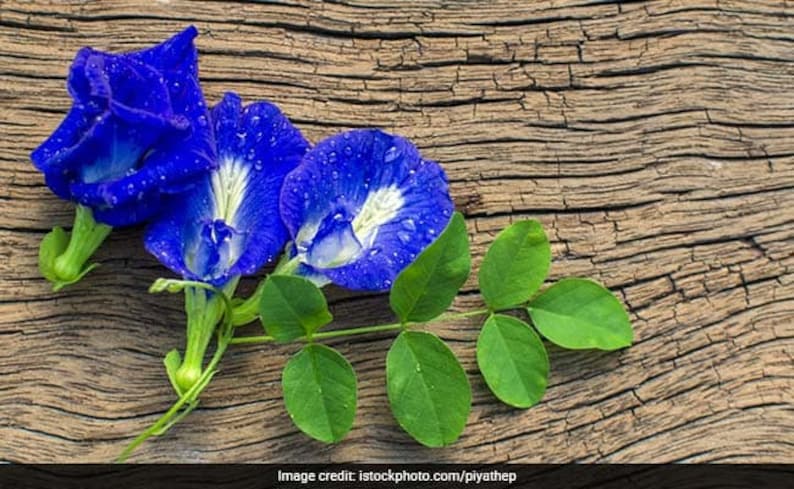 Puede incluir: Tres flores azules de guisante mariposa con centros blancos y hojas verdes sobre una superficie de madera desgastada.