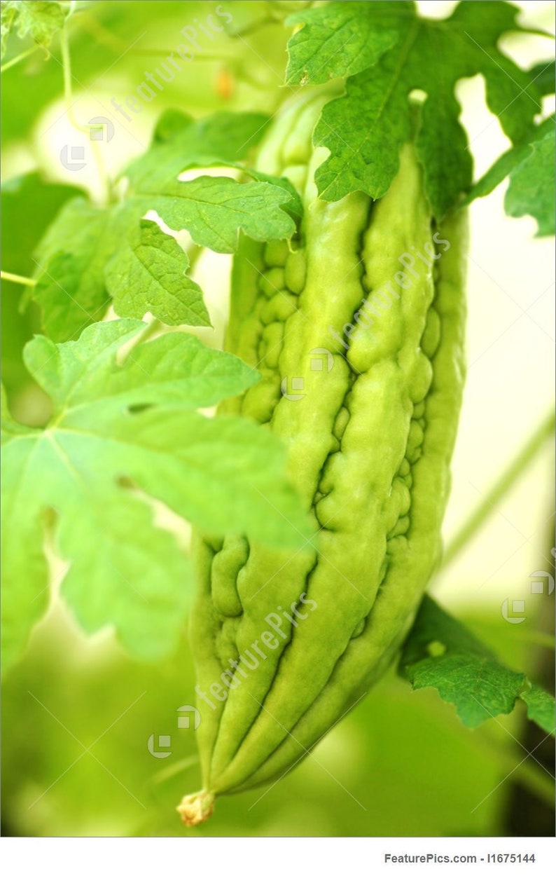 15 Oriental Bitter Gourd Vietnamese Khô Qua Etsy