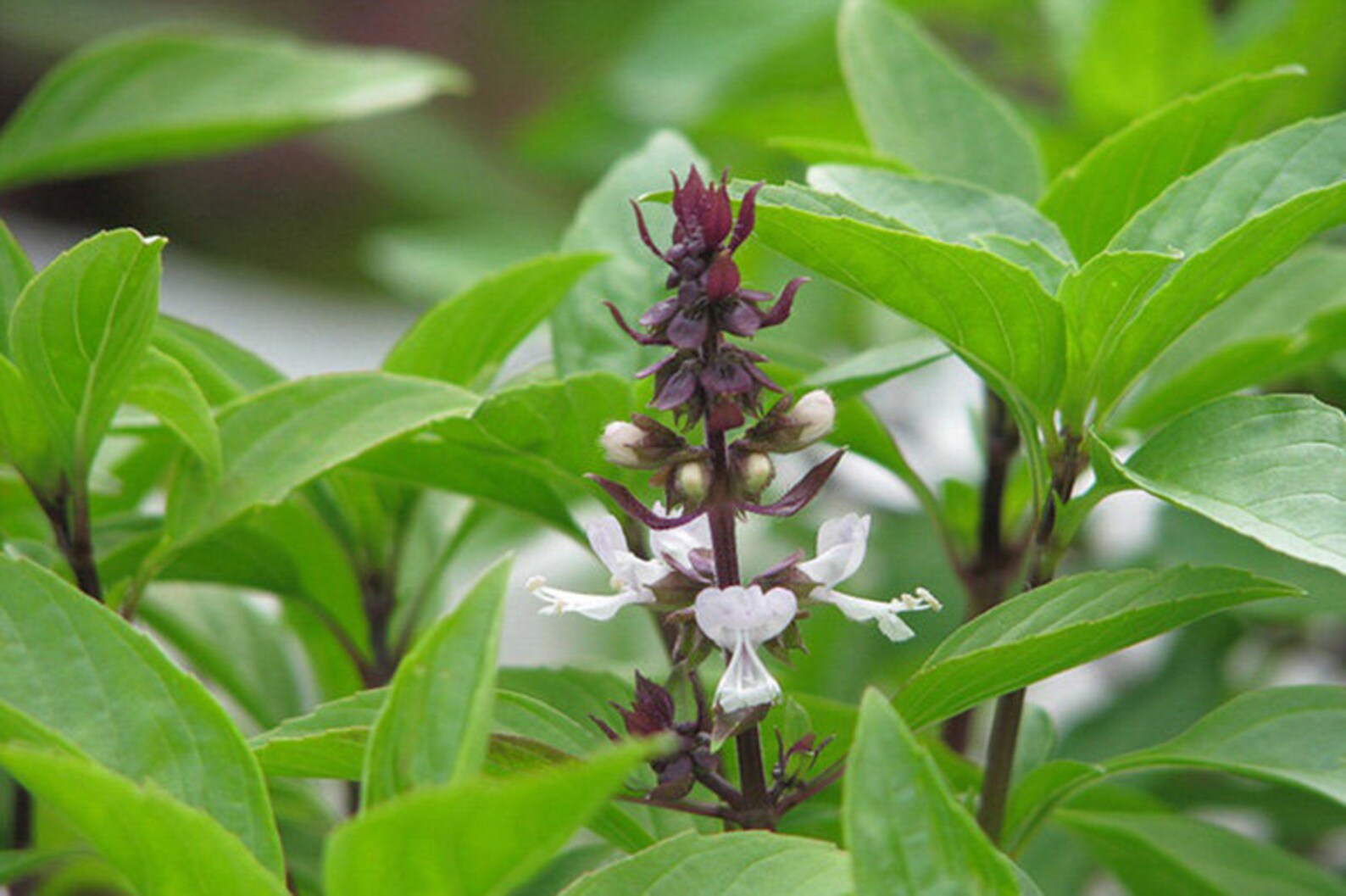 2g 1000 BASIL Húng Quê' Vietnam and Thailand Etsy