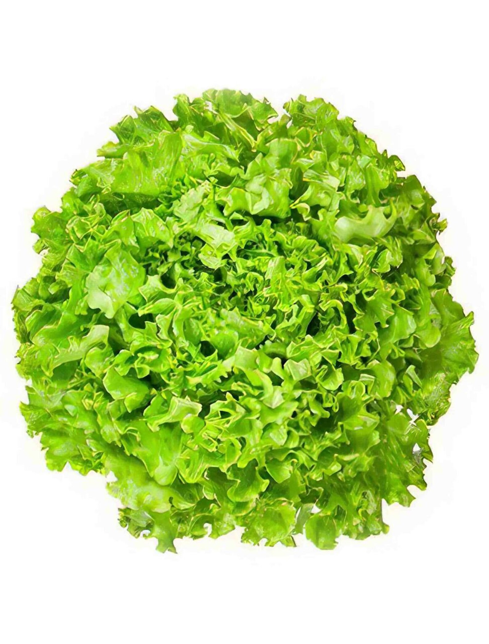 2g TANGO Leaf Lettuce Seeds Heirloom Non GMO Etsy