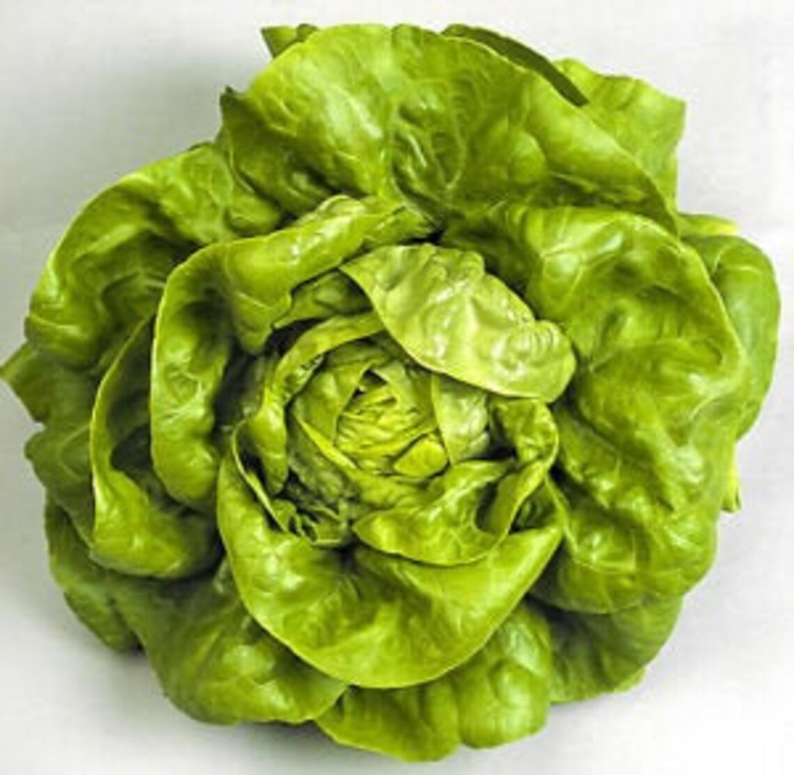 3000 BIBB BUTTERHEAD Lettuce Seeds Heirloomnon GMO Etsy