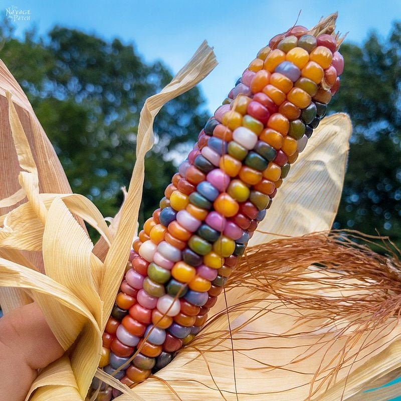 50 GLASS GEM Rainbow Corn seeds-Ornamental Rainbow-Colored Indian
