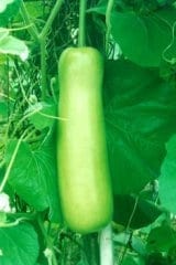 15 Seeds - NAM TAO YAO Short Bottle Gourd( 12-14 inches long)- Upo(Opo) gourd- Bâ'u Da Trön trái ngă'n ( dài 30cm- 34 cm)