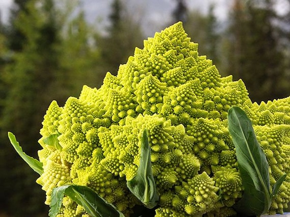 250 Romanesco Italia Fractal Broccoli seeds - Etsy 日本
