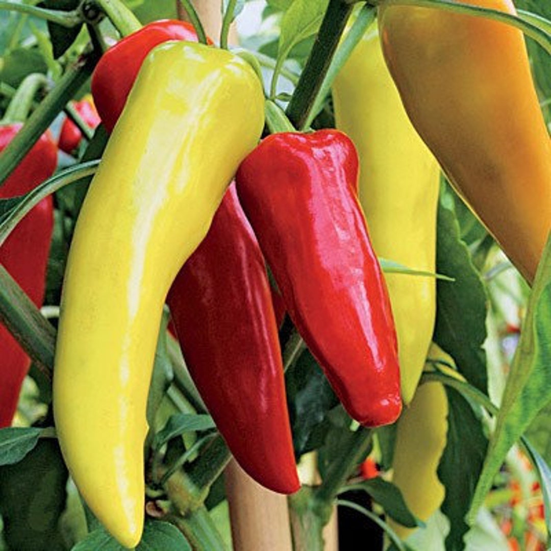 100 SWEET Banana Sweet Pepper Seeds Etsy
