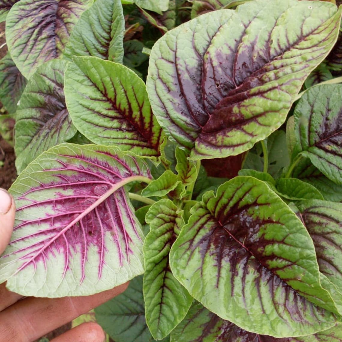 4g 3000 Red Green Bicolor Edible AMARANTH Chinese Spinach Seeds