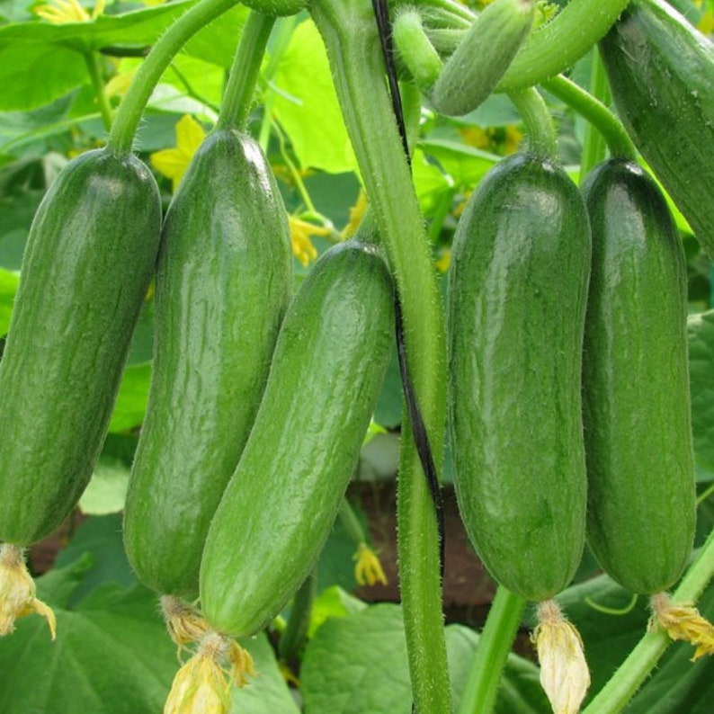 20 seeds cute little Baby CucumberF1 very protective must have to your garden-Green Little Finger Cucumber seeds image 2