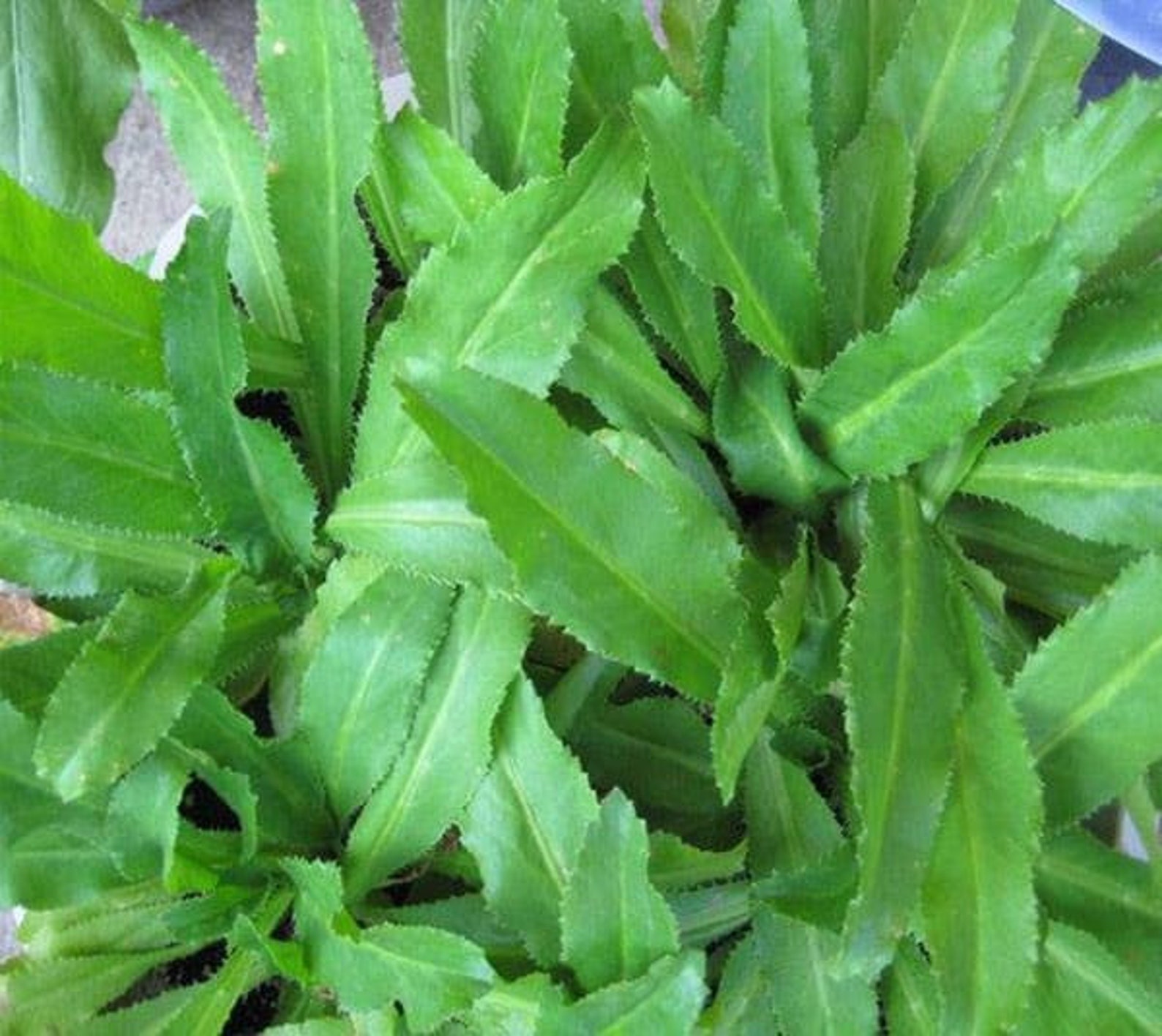 1000 CULANTRO Herb Seeds / Vietnamese Thai Parsley / Recao / Etsy