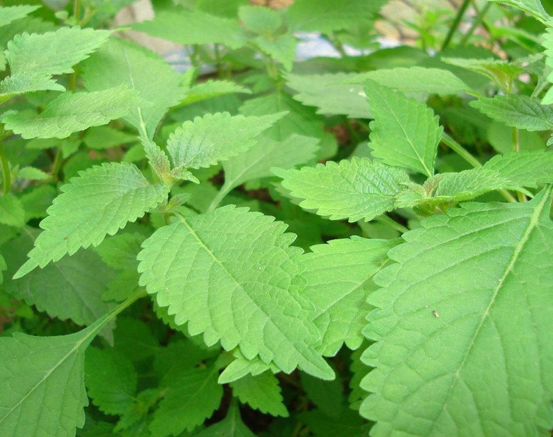 500 KINH GIOI Elsholtzia ciliata-Vietnamesische Melisse xiang ru-Crested Late Summer Mint Vietnamesische Zitronenmelisse Vietnamesische Zitronenminze. Bild 1