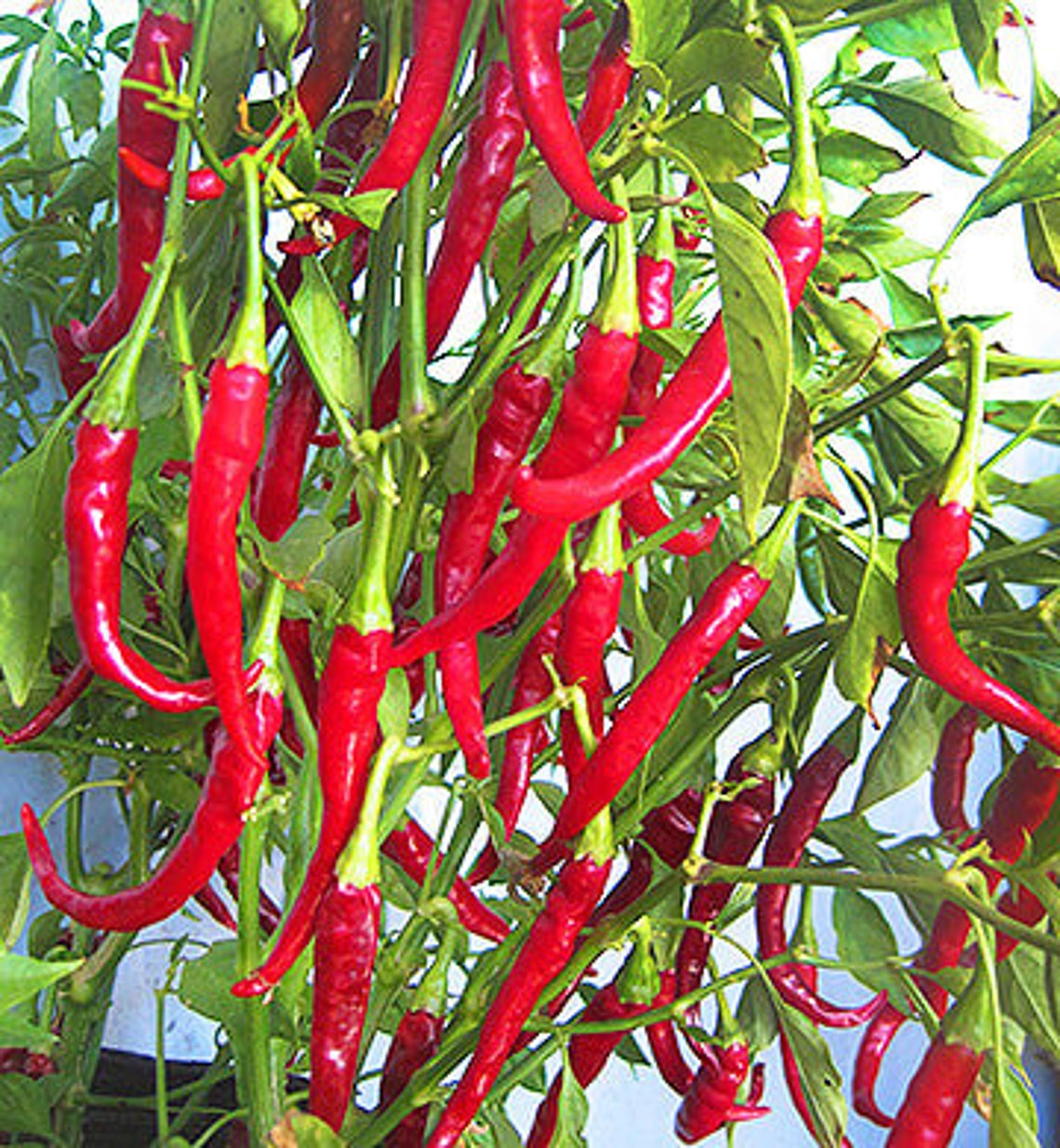 100 Thai Long Red Thin Hot Cayenne Pepper Seeds Heirloom Non Etsy UK
