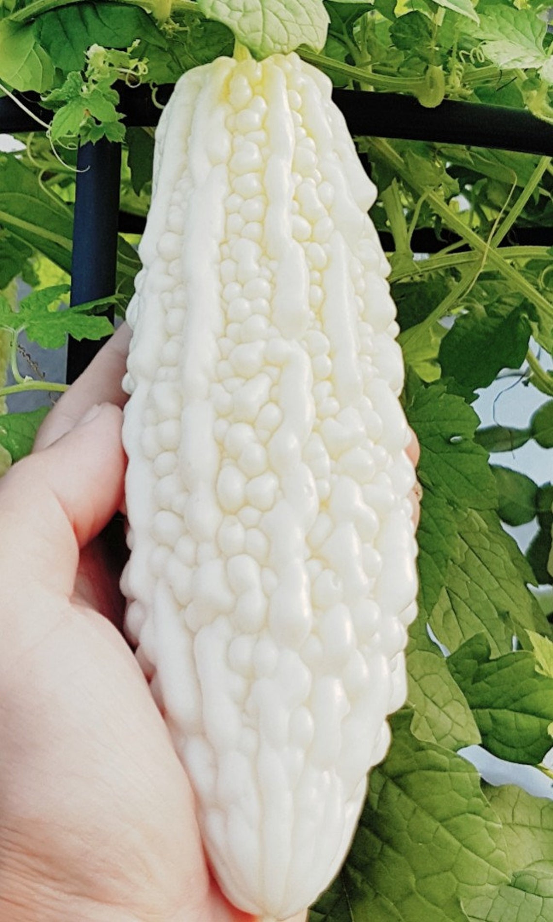 5 White Bitter Melon Bitter Gourd Seeds Etsy