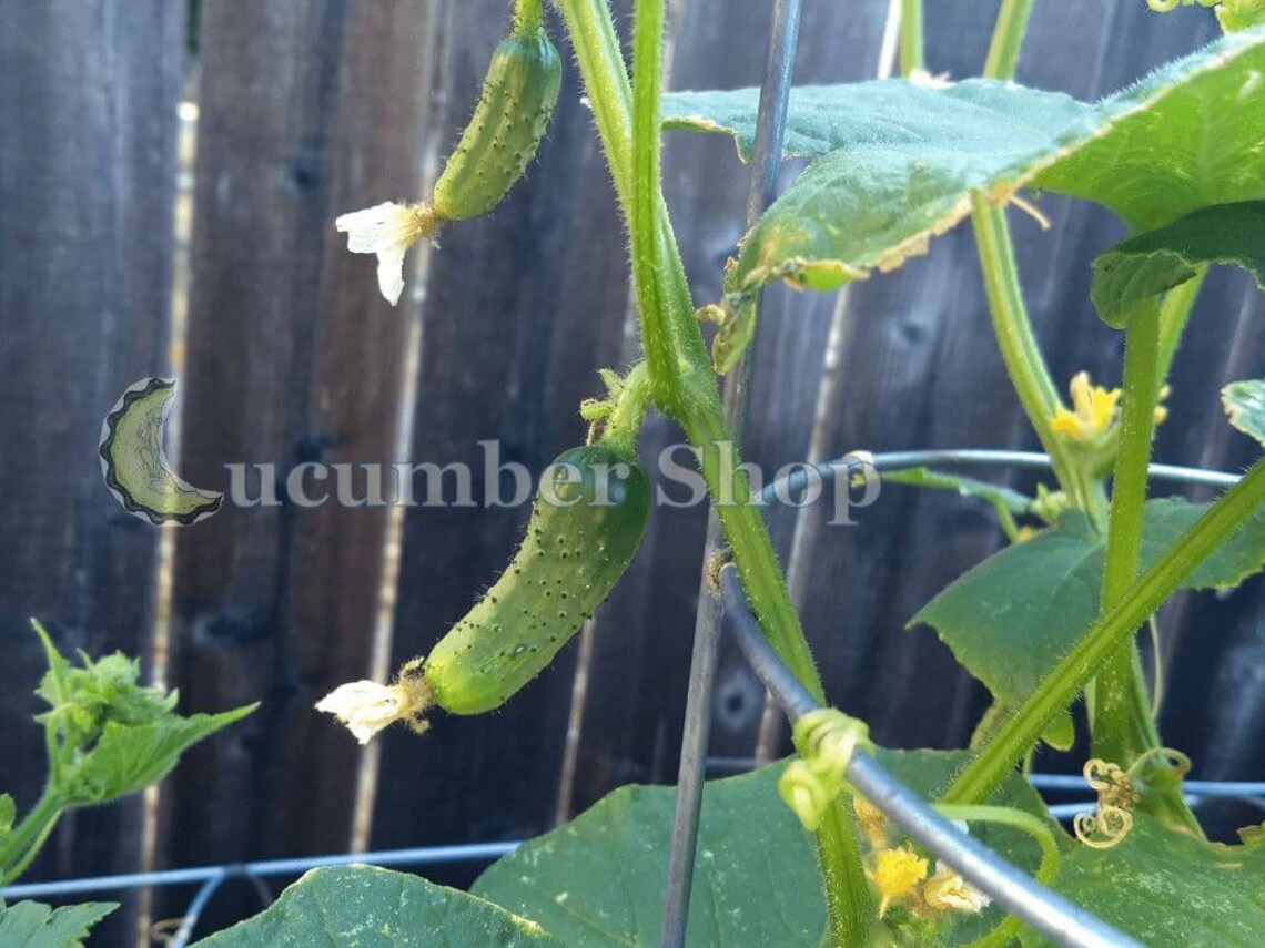 Wisconsin Seeds 50 Seeds- Wisconsin SRM-58 Cucumber Seeds- Heirloom-non GMO Seeds - Etsy