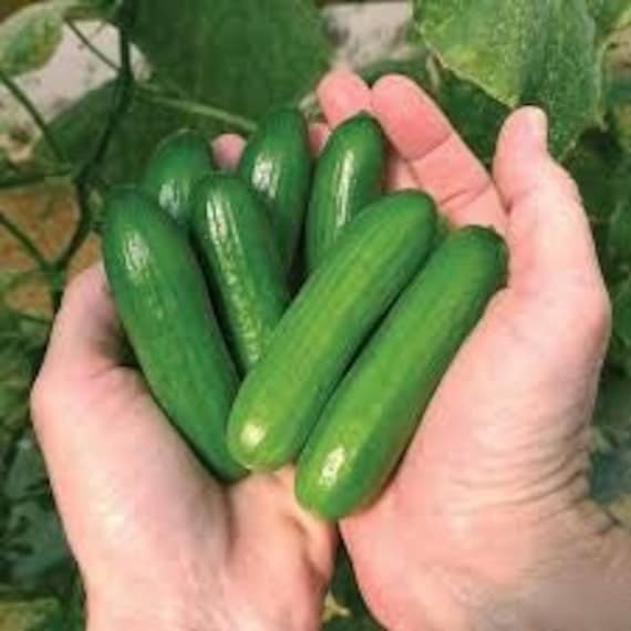 20 Seeds Baby Cucumberf1 Green Little Finger Cucumber Etsy