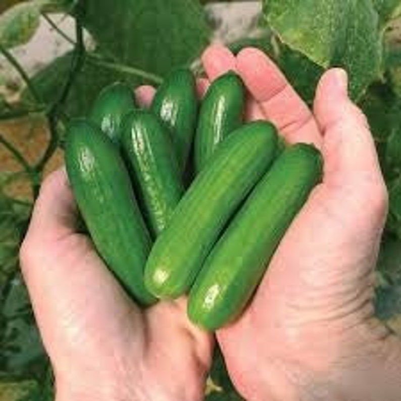 20 seeds cute little Baby CucumberF1 very protective must have to your garden-Green Little Finger Cucumber seeds image 1