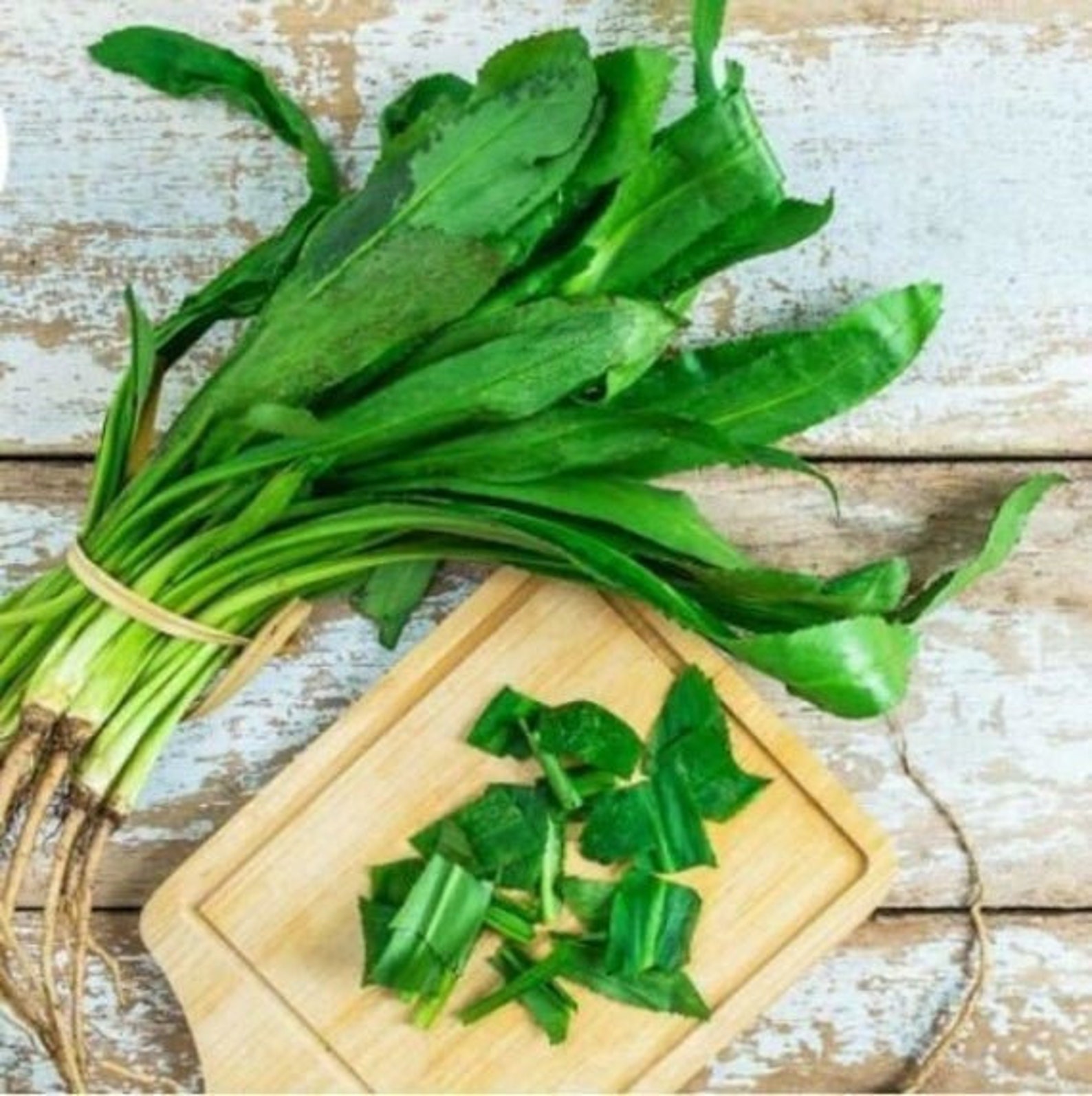 1000 CULANTRO Herb Seeds / Vietnamese Thai Parsley / Recao / Etsy