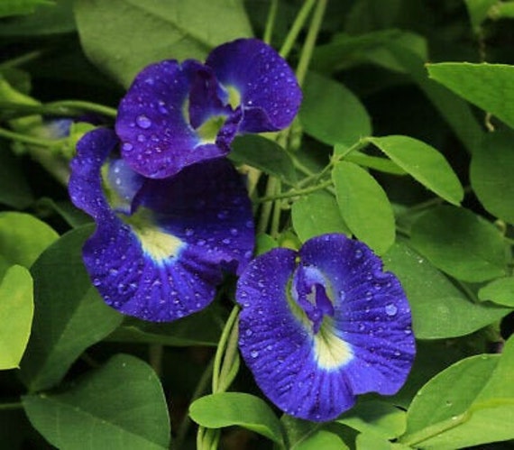10 Blue Butterfly Pea seeds, - Vietnamese Hoa Đâ.u Biê'c