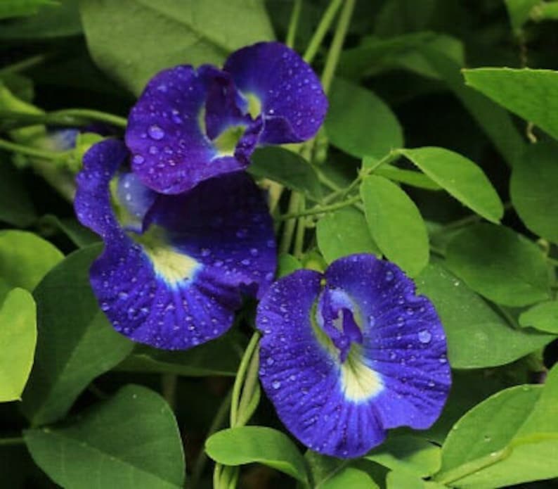 Puede incluir: Primer plano de flores de guisante mariposa azul con un centro azul claro. Las flores est&aacute;n cubiertas de gotas de agua, lo que les da un aspecto de roc&iacute;o.