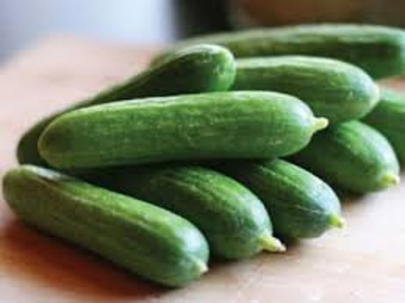 20 seeds cute little Baby CucumberF1 very protective must have to your garden-Green Little Finger Cucumber seeds image 4