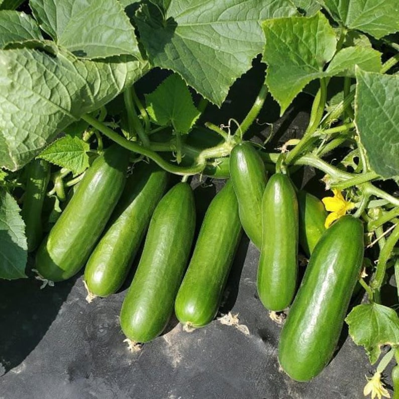 20 seeds cute little Baby CucumberF1 very protective must have to your garden-Green Little Finger Cucumber seeds image 3