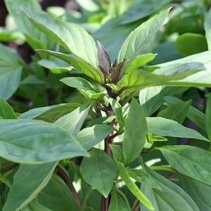 May include: A close-up of a green leafy plant with purple stems. The plant has many leaves and is growing in a pot.