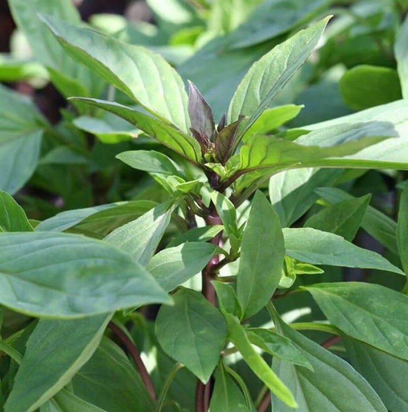 2g 1000 BASIL Húng Quê' Vietnam and Thailand Cinnamon Basil Seeds Etsy