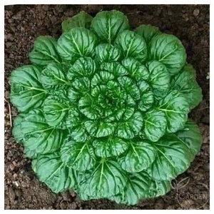 5g 2000+ TATSOI GREEN , Brassica Rapa , Heirloom seeds