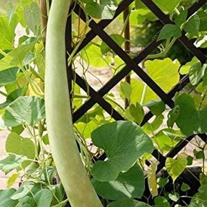 15 seeds SNAKE GOURD Bâ'u Ră'n-Lagenaria siceraria image 3