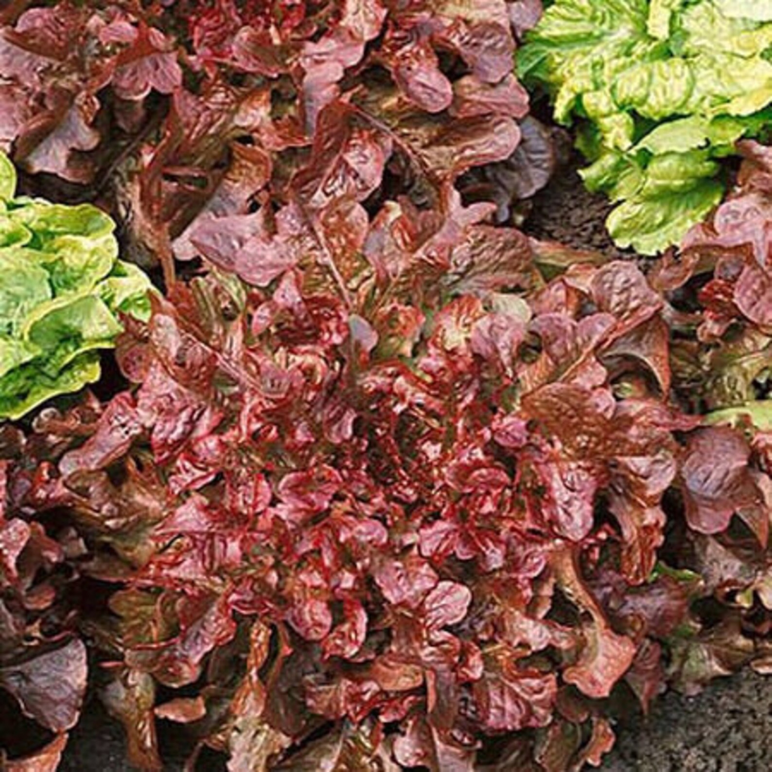 2000 2g RED SALAD BOWL Lettuce Heirloom Seeds Etsy
