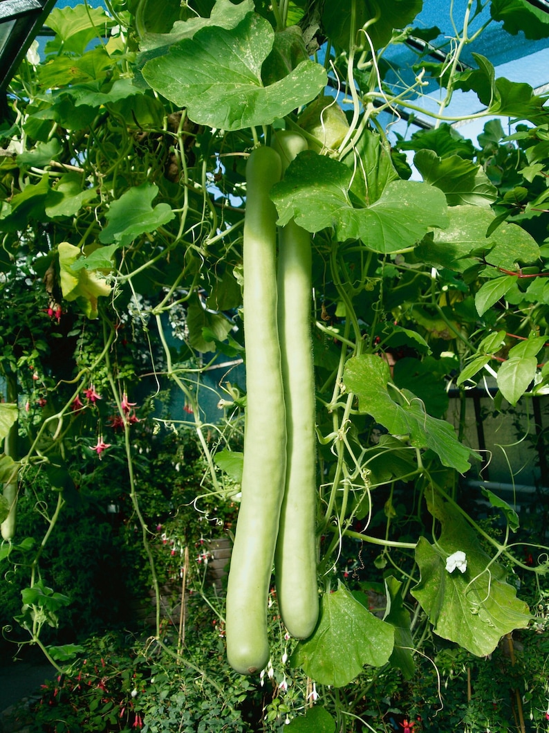 15 seeds SNAKE GOURD Bâ'u Ră'n-Lagenaria siceraria image 1