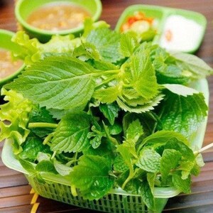 500 KINH GIOI Elsholtzia ciliata-Vietnamese balm xiang ru-Crested Late Summer Mint Vietnamese Lemon Balm Vietnamese Lemon Mint. image 2