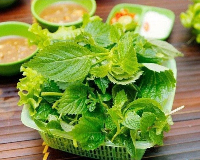 500 KINH GIOI Elsholtzia ciliata-Vietnamese balm xiang ru-Crested Late Summer Mint Vietnamese Lemon Balm Vietnamese Lemon Mint. image 2