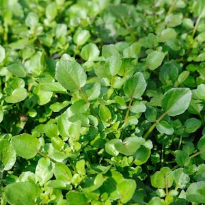 May include: A close-up of a patch of fresh green watercress growing in a garden.