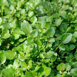 2g - 2000 seeds - Vietnamese Sà Lách Xoong - Upland Cress Green Seeds- Heirloom-Non GMO