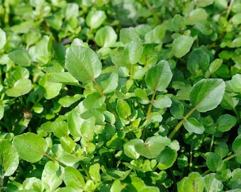 2g - 2000 seeds - Vietnamese Sà Lách Xoong - Upland Cress Green Seeds- Heirloom-Non GMO