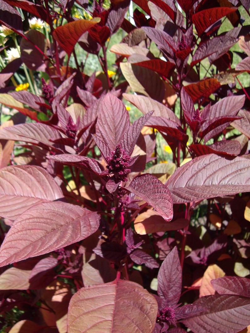 4g - 3000+ RED GARNET AMARANTH - Vietnamese Rau Dên Đõ - Etsy