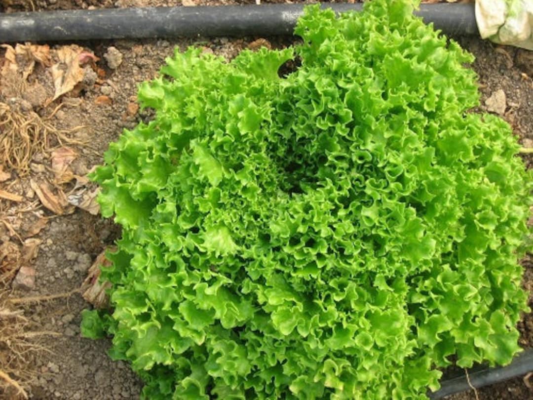 2g TANGO Leaf Lettuce Seeds Heirloom Non GMO Etsy