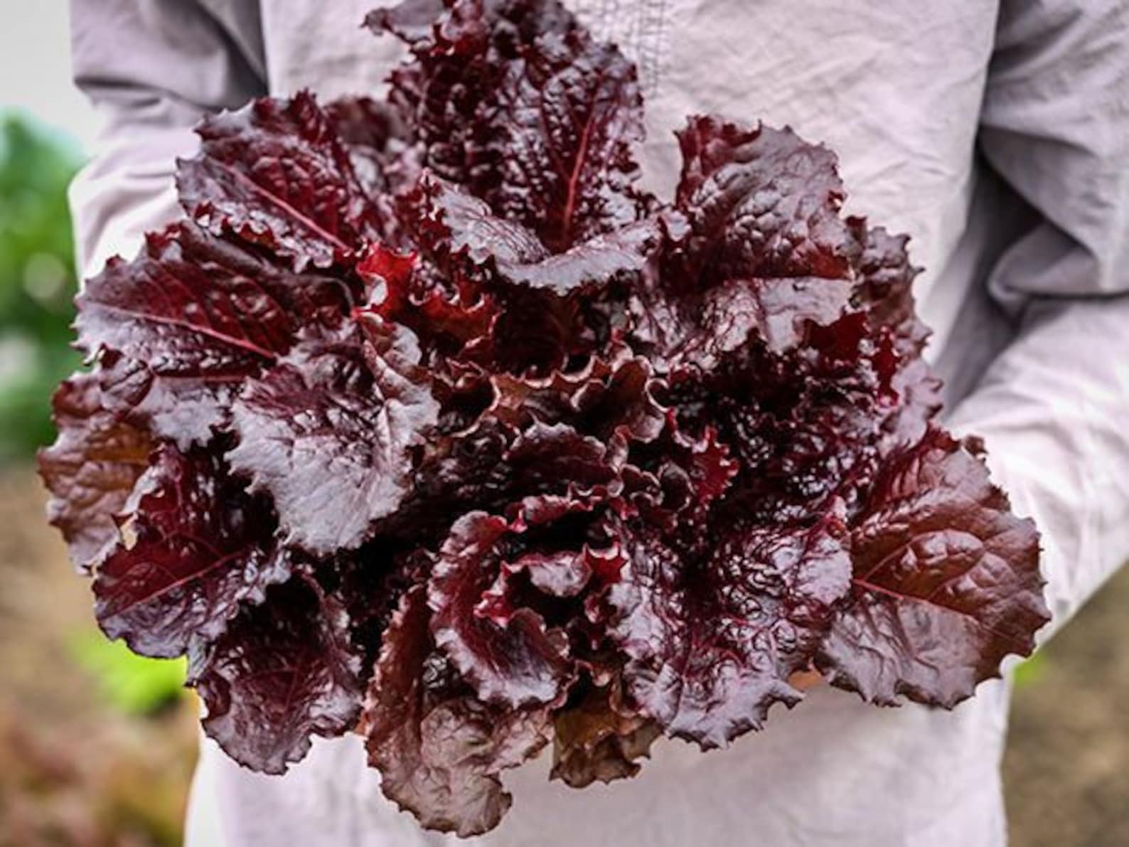 500 MERLOT Lettuce Seeds, Heirloom Etsy