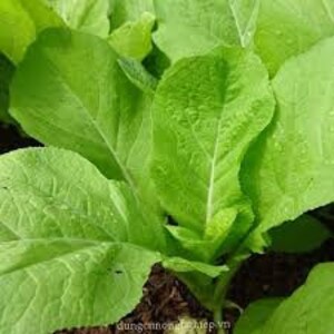 3g seeds -  CẢI MƠ Hà Nô.i - Cãi Xanh lá Vàng Non- From North Vietnam- Vietnamese Mustard green seeds