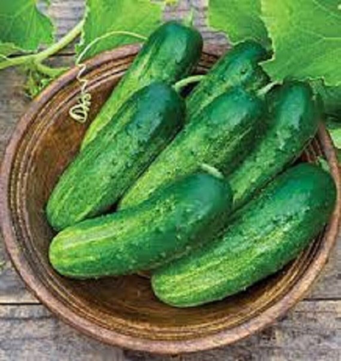 Wisconsin Seeds 50 Seeds- Wisconsin SRM-58 Cucumber Seeds- Heirloom-non GMO Seeds - Etsy