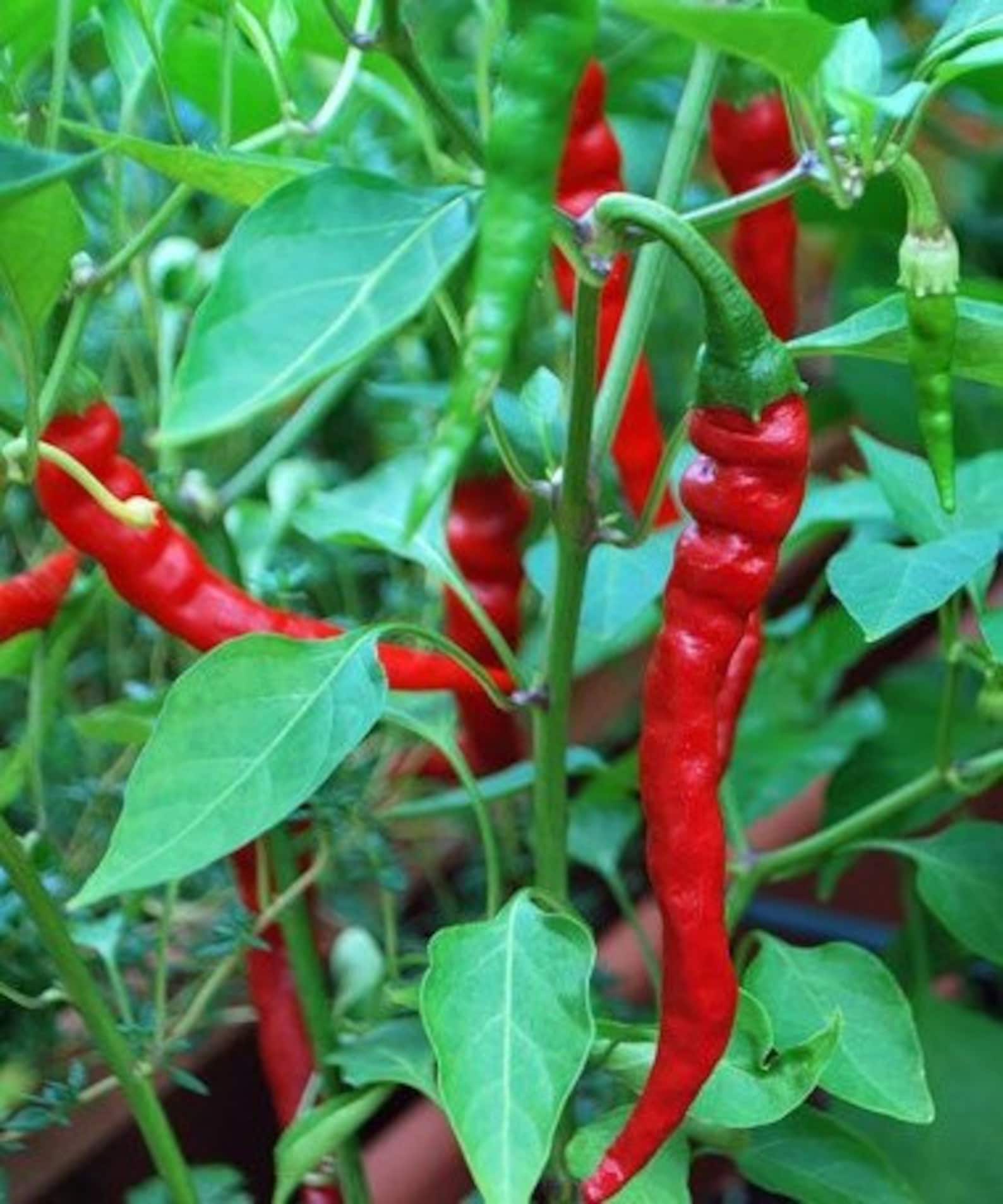 100 Thai Long Red Thin Hot Cayenne Pepper Seeds Heirloom Non Etsy UK
