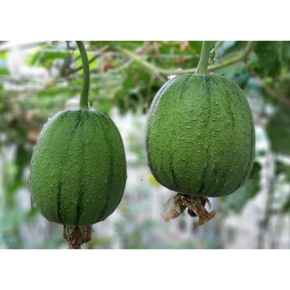 5 APPLE LUFFA -round Tasty F1 Sponge Gourd Seeds- Hybrid Seed- Very ...
